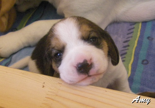 Beagle Welpe in der Wurfkiste
